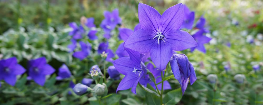 Balloon flower